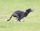 Image 48 in SANDRINGHAM LURCHER RACING SEPT. 2010