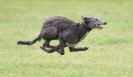 Image 49 in SANDRINGHAM LURCHER RACING SEPT. 2010