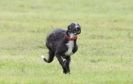 Image 5 in SANDRINGHAM LURCHER RACING SEPT. 2010