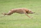 Image 50 in SANDRINGHAM LURCHER RACING SEPT. 2010