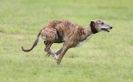 Image 51 in SANDRINGHAM LURCHER RACING SEPT. 2010