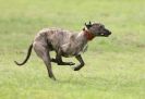 Image 52 in SANDRINGHAM LURCHER RACING SEPT. 2010