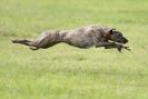 Image 53 in SANDRINGHAM LURCHER RACING SEPT. 2010