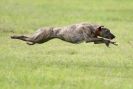 Image 53 in SANDRINGHAM LURCHER RACING SEPT. 2010