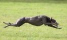 Image 54 in SANDRINGHAM LURCHER RACING SEPT. 2010