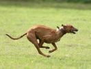 Image 55 in SANDRINGHAM LURCHER RACING SEPT. 2010