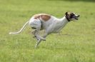 Image 57 in SANDRINGHAM LURCHER RACING SEPT. 2010