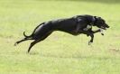 Image 60 in SANDRINGHAM LURCHER RACING SEPT. 2010