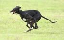 Image 61 in SANDRINGHAM LURCHER RACING SEPT. 2010