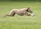 Image 62 in SANDRINGHAM LURCHER RACING SEPT. 2010