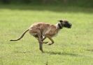 Image 63 in SANDRINGHAM LURCHER RACING SEPT. 2010