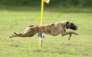 Image 64 in SANDRINGHAM LURCHER RACING SEPT. 2010