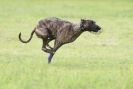 Image 65 in SANDRINGHAM LURCHER RACING SEPT. 2010