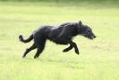 Image 67 in SANDRINGHAM LURCHER RACING SEPT. 2010