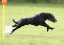 Image 68 in SANDRINGHAM LURCHER RACING SEPT. 2010