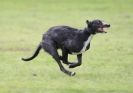 Image 69 in SANDRINGHAM LURCHER RACING SEPT. 2010