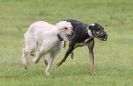 Image 7 in SANDRINGHAM LURCHER RACING SEPT. 2010