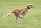 Image 70 in SANDRINGHAM LURCHER RACING SEPT. 2010