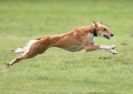 Image 71 in SANDRINGHAM LURCHER RACING SEPT. 2010