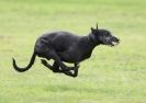 Image 72 in SANDRINGHAM LURCHER RACING SEPT. 2010