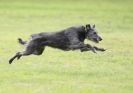 Image 73 in SANDRINGHAM LURCHER RACING SEPT. 2010