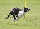 Image 74 in SANDRINGHAM LURCHER RACING SEPT. 2010