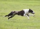 Image 75 in SANDRINGHAM LURCHER RACING SEPT. 2010