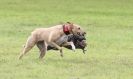 Image 9 in SANDRINGHAM LURCHER RACING SEPT. 2010