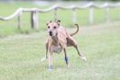 Image 38 in HARVEL WHIPPETS AUGUST 2010