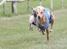 Image 77 in HARVEL WHIPPETS AUGUST 2010