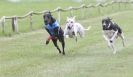 Image 80 in HARVEL WHIPPETS AUGUST 2010