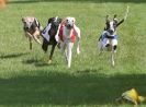 WHIPPETS. 3RD NATIONALS. NEWMARKET. 8 AUG.2010