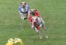 Image 15 in WHIPPETS. 3RD NATIONALS. NEWMARKET. 8 AUG.2010