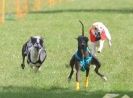 Image 4 in WHIPPETS. 3RD NATIONALS. NEWMARKET. 8 AUG.2010