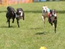 Image 9 in WHIPPETS. 3RD NATIONALS. NEWMARKET. 8 AUG.2010