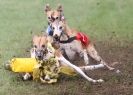 Image 90 in WHIPPETS. 3RD NATIONALS. NEWMARKET. 8 AUG.2010