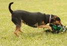 Image 12 in 40TH ANNIV. OF EAST ANGLIAN WHIPPET CLUB