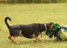 Image 13 in 40TH ANNIV. OF EAST ANGLIAN WHIPPET CLUB