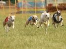 Image 14 in 40TH ANNIV. OF EAST ANGLIAN WHIPPET CLUB