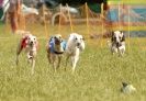 Image 15 in 40TH ANNIV. OF EAST ANGLIAN WHIPPET CLUB