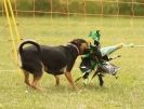 Image 16 in 40TH ANNIV. OF EAST ANGLIAN WHIPPET CLUB