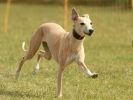 Image 17 in 40TH ANNIV. OF EAST ANGLIAN WHIPPET CLUB