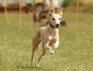 Image 18 in 40TH ANNIV. OF EAST ANGLIAN WHIPPET CLUB