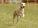 Image 19 in 40TH ANNIV. OF EAST ANGLIAN WHIPPET CLUB