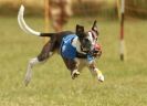 Image 20 in 40TH ANNIV. OF EAST ANGLIAN WHIPPET CLUB