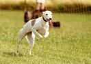 Image 21 in 40TH ANNIV. OF EAST ANGLIAN WHIPPET CLUB