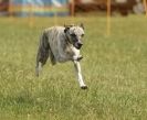 Image 22 in 40TH ANNIV. OF EAST ANGLIAN WHIPPET CLUB