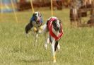 Image 23 in 40TH ANNIV. OF EAST ANGLIAN WHIPPET CLUB