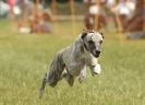 Image 25 in 40TH ANNIV. OF EAST ANGLIAN WHIPPET CLUB