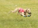 Image 26 in 40TH ANNIV. OF EAST ANGLIAN WHIPPET CLUB